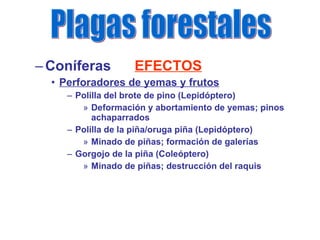 Coníferas  EFECTOS Perforadores de yemas y frutos Polilla del brote de pino (Lepidóptero) Deformación y abortamiento de yemas; pinos achaparrados Polilla de la piña/oruga piña (Lepidóptero) Minado de piñas; formación de galerías Gorgojo de la piña (Coleóptero) Minado de piñas; destrucción del raquis Plagas forestales 