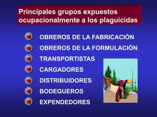 Principales grupos expuestos
ocupacionalmente a los plaguicidas
OBREROS DE LA FABRICACIÓN
OBREROS DE LA FORMULACIÓN
TRANSPORTISTAS
CARGADORES
DISTRIBUIDORES
BODEGUEROS
EXPENDEDORES
 