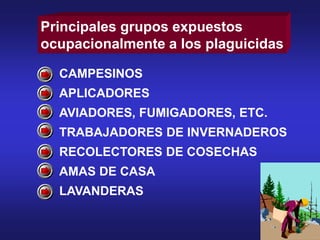 CAMPESINOS
APLICADORES
AVIADORES, FUMIGADORES, ETC.
TRABAJADORES DE INVERNADEROS
RECOLECTORES DE COSECHAS
AMAS DE CASA
LAVANDERAS
Principales grupos expuestos
ocupacionalmente a los plaguicidas
 
