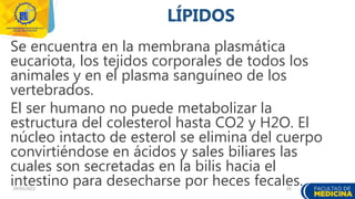 29/03/2022 19
Se encuentra en la membrana plasmática
eucariota, los tejidos corporales de todos los
animales y en el plasma sanguíneo de los
vertebrados.
El ser humano no puede metabolizar la
estructura del colesterol hasta CO2 y H2O. El
núcleo intacto de esterol se elimina del cuerpo
convirtiéndose en ácidos y sales biliares las
cuales son secretadas en la bilis hacia el
intestino para desecharse por heces fecales.
LÍPIDOS
 