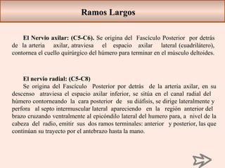 El Nervio axilar: (C5-C6). Se origina del Fascículo Posterior por detrás
de la arteria axilar, atraviesa el espacio axilar lateral (cuadrilátero),
contornea el cuello quirúrgico del húmero para terminar en el músculo deltoides.
El nervio radial: (C5-C8)
Se origina del Fascículo Posterior por detrás de la arteria axilar, en su
descenso atraviesa el espacio axilar inferior, se sitúa en el canal radial del
húmero contorneando la cara posterior de su diáfisis, se dirige lateralmente y
perfora al septo intermuscular lateral apareciendo en la región anterior del
brazo cruzando ventralmente al epicóndilo lateral del humero para, a nivel de la
cabeza del radio, emitir sus dos ramos terminales: anterior y posterior, las que
continúan su trayecto por el antebrazo hasta la mano.
Ramos LargosRamos Largos
 