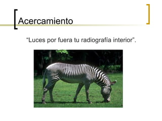 Acercamiento “ Luces por fuera tu radiografía interior”. 