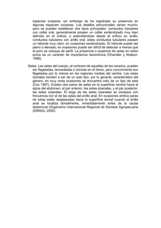 especies ovíparas; sin embargo se ha registrado su presencia en
   algunas especies vivíparas. Los detalles estructurales varían mucho,
   pero se pueden establecer dos tipos principales: conductos tubulares
   con collar oral, generalmente poseen un collar esclerotizado muy bien
   definido en el orificio, o extendiéndose desde el orificio en anillo;
   conductos tubulares con anillo oral, estos conductos tubulares poseen
   un reborde muy claro, en ocasiones esclerotizado. El reborde puede ser
   plano o elevado; en ocasiones puede ser difícil de detectar a menos que
   el poro se coloque de perfil. La presencia o ausencia de setas en estos
   poros es un carácter de importancia taxonómica (Chandler y Watson,
   1999).

Setas. Las setas del cuerpo, al contrario de aquellas de los cerarios, pueden
   ser flageladas, lanceoladas o cónicas en el dorso, pero comúnmente son
   flageladas por lo menos en las regiones medias del vientre. Las setas
   dorsales tienden a ser de un solo tipo, por lo general, característico del
   género; en muy raras ocasiones se encuentra más de un tipo de seta
   (Cox 1987). Existen dos pares de setas en la superficie ventral hacia el
   ápice del abdomen; el par anterior, las setas obanales, y el par posterior,
   las setas cisanales. El largo de las setas cisanales se compara con
   frecuencia con el de las setas del anillo anal. En ocasiones ambos pares
   de setas están desplazadas hacia la superficie dorsal cuando el anillo
   anal se localiza dorsalmente, inmediatamente antes de la cauda
   abdominal (Organismo Internacional Regional de Sanidad Agropecuaria
   (OIRSA), 2000).
 