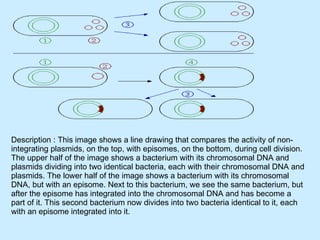 Description : This image shows a line drawing that compares the activity of non-integrating plasmids, on the top, with episomes, on the bottom, during cell division. The upper half of the image shows a bacterium with its chromosomal DNA and plasmids dividing into two identical bacteria, each with their chromosomal DNA and plasmids. The lower half of the image shows a bacterium with its chromosomal DNA, but with an episome. Next to this bacterium, we see the same bacterium, but after the episome has integrated into the chromosomal DNA and has become a part of it. This second bacterium now divides into two bacteria identical to it, each with an episome integrated into it.  