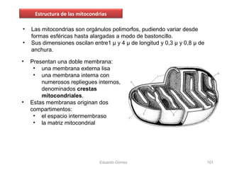 • Las mitocondrias son orgánulos polimorfos, pudiendo variar desde
formas esféricas hasta alargadas a modo de bastoncillo.
• Sus dimensiones oscilan entre1 µ y 4 µ de longitud y 0,3 µ y 0,8 µ de
anchura.
Eduardo Gómez 101
Estructura de las mitocondrias
• Presentan una doble membrana:
• una membrana externa lisa
• una membrana interna con
numerosos repliegues internos,
denominados crestas
mitocondriales.
• Estas membranas originan dos
compartimentos:
• el espacio intermembraso
• la matriz mitocondrial
 