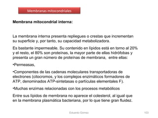 Membrana mitocondrial interna:
La membrana interna presenta repliegues o crestas que incrementan
su superficie y, por tanto, su capacidad metabolizadora.
Es bastante impermeable. Su contenido en lípidos está en torno al 20%
y el resto, el 80% son proteínas, la mayor parte de ellas hidrófobas y
presenta un gran número de proteínas de membrana, entre ellas:
•Permeasas,
•Componentes de las cadenas moleculares transportadoras de
electrones (citocromos, y los complejos enzimáticos formadores de
ATP, denominados ATP-sintetasas o partículas elementales F).
•Muchas enzimas relacionadas con los procesos metabólicos
Entre sus lípidos de membrana no aparece el colesterol, al igual que
en la membrana plasmática bacteriana, por lo que tiene gran fluidez.
Eduardo Gómez 103
Membranas mitocondriales
 