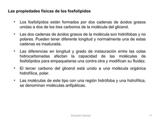 • Los fosfolípidos están formados por dos cadenas de ácidos grasos
unidas a dos de los tres carbonos de la molécula del glicerol.
• Las dos cadenas de ácidos grasos de la molécula son hidrófobas y no
polares. Pueden tener diferente longitud y normalmente una de estas
cadenas es insaturada.
• Las diferencias en longitud y grado de instauración entre las colas
hidrocarbonadas afectan la capacidad de las moléculas de
fosfolípidos para empaquetarse una contra otra y modifican su fluidez.
• El tercer carbono del glicerol está unido a una molécula orgánica
hidrofílica, polar.
• Las moléculas de este tipo con una región hidrófoba y una hidrofílica,
se denominan moléculas anfipáticas.
Las propiedades físicas de los fosfolípidos
Eduardo Gómez 11
 