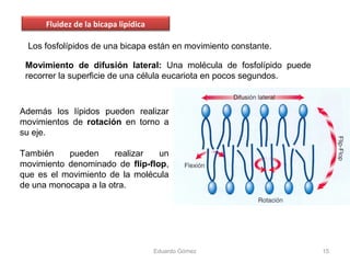 Además los lípidos pueden realizar
movimientos de rotación en torno a
su eje.
También pueden realizar un
movimiento denominado de flip-flop,
que es el movimiento de la molécula
de una monocapa a la otra.
Eduardo Gómez 15
Los fosfolípidos de una bicapa están en movimiento constante.
Fluidez de la bicapa lipídica
Movimiento de difusión lateral: Una molécula de fosfolípido puede
recorrer la superficie de una célula eucariota en pocos segundos.
 