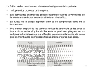 La fluidez de las membranas celulares es biológicamente importante.
• Influye en los procesos de transporte.
• Las actividades enzimáticas pueden detenerse cuando la viscosidad de
la membrana se incrementa mas allá de un nivel crítico.
• La fluidez de la bicapa depende tanto de su composición como de la
temperatura.
• Una menor longitud de las cadenas reduce la tendencia de las colas a
interaccionar entre sí y los dobles enlaces producen pliegues en las
cadenas hidrocarbonadas que dificultan su empaquetamiento, de forma
que las membranas permanecen fluidas a temperaturas más bajas.
Eduardo Gómez 18
 