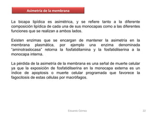 La bicapa lipídica es asimétrica, y se refiere tanto a la diferente
composición lipídica de cada una de sus monocapas como a las diferentes
funciones que se realizan a ambos lados.
Existen enzimas que se encargan de mantener la asimetría en la
membrana plasmática, por ejemplo una enzima denominada
“aminotraslocasa” retorna la fosfatidilamina y la fosfatidilserina a la
monocapa interna.
La pérdida de la asimetría de la membrana es una señal de muerte celular
ya que la exposición de fosfatidilserina en la monocapa externa es un
índice de apoptosis o muerte celular programada que favorece la
fagocitosis de estas células por macrófagos.
Eduardo Gómez 22
Asimetría de la membrana
 