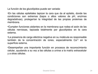 La función de los glucolípidos puede ser variada:
•En las células epiteliales tapizan la cara que da al epitelio, donde las
condiciones son extremas (bajos o altos valores de pH, enzimas
degradativas), protegerían la integridad de las propias proteínas de
membrana.
•Cumplen funciones aislantes en la membrana que rodea el axón de las
células nerviosas, tapizada totalmente por glucolípidos en la cara
externa.
•La presencia de carga eléctrica negativa en su molécula es responsable
también de la concentración de iones, especialmente Ca+2
en la
superficie externa.
•Desempeñan una importante función en procesos de reconocimiento
celular, ayudando a su vez a las células a unirse a la matriz extracelular
y a otras células.
Eduardo Gómez 24
 