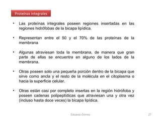 • Las proteínas integrales poseen regiones insertadas en las
regiones hidrófobas de la bicapa lipídica.
• Representan entre el 50 y el 70% de las proteínas de la
membrana
• Algunas atraviesan toda la membrana, de manera que gran
parte de ellas se encuentra en alguno de los lados de la
membrana.
• Otras poseen solo una pequeña porción dentro de la bicapa que
sirve como ancla y el resto de la molécula en el citoplasma o
hacia la superficie celular.
• Otras están casi por completo insertas en la región hidrófoba y
poseen cadenas polipeptídicas que atraviesan una y otra vez
(incluso hasta doce veces) la bicapa lipídica.
Eduardo Gómez 27
Proteínas integrales
 