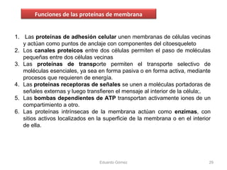 1. Las proteínas de adhesión celular unen membranas de células vecinas
y actúan como puntos de anclaje con componentes del citoesqueleto
2. Los canales proteicos entre dos células permiten el paso de moléculas
pequeñas entre dos células vecinas
3. Las proteínas de transporte permiten el transporte selectivo de
moléculas esenciales, ya sea en forma pasiva o en forma activa, mediante
procesos que requieren de energía.
4. Las proteínas receptoras de señales se unen a moléculas portadoras de
señales externas y luego transfieren el mensaje al interior de la célula;.
5. Las bombas dependientes de ATP transportan activamente iones de un
compartimiento a otro.
6. Las proteínas intrínsecas de la membrana actúan como enzimas, con
sitios activos localizados en la superficie de la membrana o en el interior
de ella.
Eduardo Gómez 29
Funciones de las proteínas de membrana
 