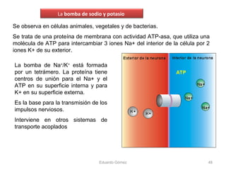 Se observa en células animales, vegetales y de bacterias.
Se trata de una proteína de membrana con actividad ATP-asa, que utiliza una
molécula de ATP para intercambiar 3 iones Na+ del interior de la célula por 2
iones K+ de su exterior.
Eduardo Gómez 48
La bomba de Na+
/K+
está formada
por un tetrámero. La proteína tiene
centros de unión para el Na+ y el
ATP en su superficie interna y para
K+ en su superficie externa.
Es la base para la transmisión de los
impulsos nerviosos.
Interviene en otros sistemas de
transporte acoplados
La bomba de sodio y potasio
 