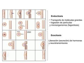 Endocitosis
Exocitosis
• Transporte de moléculas grandes
• Ingestión de partículas
y microorganismos (fagocitosis)
Liberación (secreción) de hormonas
y neurotransmisores
 