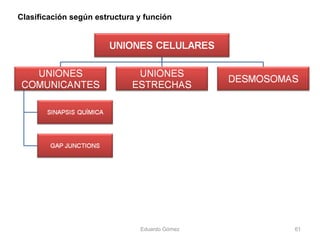 Eduardo Gómez 61
Clasificación según estructura y función
 