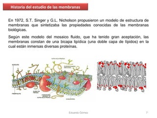 En 1972, S.T. Singer y G.L. Nicholson propusieron un modelo de estructura de
membranas que sintetizaba las propiedades conocidas de las membranas
biológicas.
Según este modelo del mosaico fluido, que ha tenido gran aceptación, las
membranas constan de una bicapa lipídica (una doble capa de lípidos) en la
cual están inmersas diversas proteínas.
Historia del estudio de las membranas
Eduardo Gómez 7
 