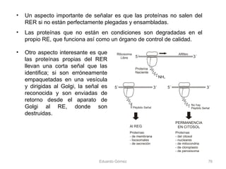 • Un aspecto importante de señalar es que las proteínas no salen del
RER si no están perfectamente plegadas y ensambladas.
• Las proteínas que no están en condiciones son degradadas en el
propio RE, que funciona así como un órgano de control de calidad.
Eduardo Gómez 76
• Otro aspecto interesante es que
las proteínas propias del RER
llevan una corta señal que las
identifica; si son erróneamente
empaquetadas en una vesícula
y dirigidas al Golgi, la señal es
reconocida y son enviadas de
retorno desde el aparato de
Golgi al RE, donde son
destruidas.
 