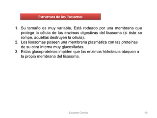 1. Su tamaño es muy variable. Está rodeado por una membrana que
protege la célula de las enzimas digestivas del lisosoma (si éste se
rompe, aquéllas destruyen la célula).
2. Los lisosomas poseen una membrana plasmática con las proteínas
de su cara interna muy glucosiladas.
3. Estas glucoproteínas impiden que las enzimas hidrolasas ataquen a
la propia membrana del lisosoma.
Eduardo Gómez 85
Estructura de los lisosomas
 