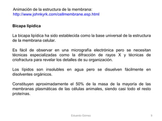 Bicapa lipídica
La bicapa lipídica ha sido establecida como la base universal de la estructura
de la membrana celular.
Es fácil de observar en una micrografía electrónica pero se necesitan
técnicas especializadas como la difracción de rayos X y técnicas de
criofractura para revelar los detalles de su organización.
Los lípidos son insolubles en agua pero se disuelven fácilmente en
disolventes orgánicos.
Constituyen aproximadamente el 50% de la masa de la mayoría de las
membranas plasmáticas de las células animales, siendo casi todo el resto
proteínas.
Eduardo Gómez 9
Animación de la estructura de la membrana:
http://www.johnkyrk.com/cellmembrane.esp.html
 
