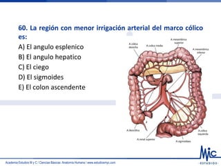 Academia Estudios M y C / Ciencias Básicas: Anatomía Humana / www.estudiosmyc.com
60. La región con menor irrigación arterial del marco cólico
es:
A) El angulo esplenico
B) El angulo hepatico
C) El ciego
D) El sigmoides
E) El colon ascendente
 