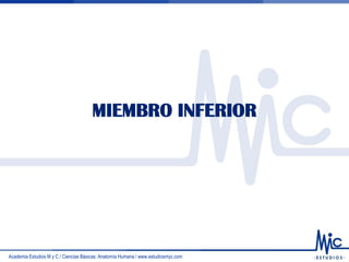 Academia Estudios M y C / Ciencias Básicas: Anatomía Humana / www.estudiosmyc.com
MIEMBRO INFERIOR
 