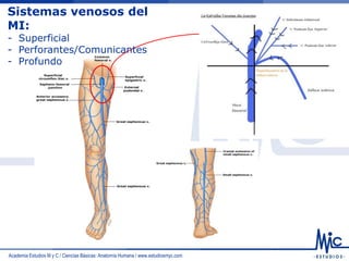 Academia Estudios M y C / Ciencias Básicas: Anatomía Humana / www.estudiosmyc.com
Sistemas venosos del
MI:
- Superficial
- Perforantes/Comunicantes
- Profundo
 