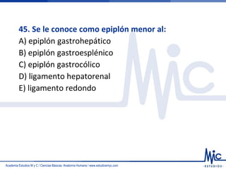 Academia Estudios M y C / Ciencias Básicas: Anatomía Humana / www.estudiosmyc.com
45. Se le conoce como epiplón menor al:
A) epiplón gastrohepático
B) epiplón gastroesplénico
C) epiplón gastrocólico
D) ligamento hepatorenal
E) ligamento redondo
 