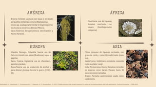 AMÉRICA
Bryoria fremontii cocinada con bayas o en dulces
porpueblosindígenas,comolosNlaka’pamux.
Usnea spp. usada para fermentar el tesgüino por los
tarahumarasencervezademaiz(México).
Casos históricos de supervivencia: John Franklin y
MartinHartwell.
ASIA
China: consumo de líquenes cocinados, con
grasa de cerdo, y como tés medicinales (snow
tea).
Japón/Corea: Umbilicaria esculenta conocida
comoiwa-take/seogi.
India: Parmotrema, Usnea, Ramalina incluidas
en especias como Garam Masala; hasta 38
especiescomercializadas.
Arabia: Parmelia austrosinensis usada como
condimento.
EUROPA
Islandia, Noruega, Finlandia, Suecia: uso de
Cetraria islandica en panes (Brødmose), sopas y
papillas.
Suiza, Francia, Inglaterra: uso en chocolates,
pastelesyjarabes.
Rusia/Siberia: uso en producción de alcohol y
para obtener glucosa durante la guerra (1942–
43).
ÁFRICA
Mauritania: uso de líquenes
fumados mezclados con
tabaco (Xanthoparmelia
conspersa).
Rethinavelu, G., Manoharan, L., Krishnamoorthy, S., Baskaran, N., & Sivanandham, V. (2023). Edible lichens and its unique bioactives: A review of its pharmacological and food applications. Food and Humanity, 1, 1598-1609.
 