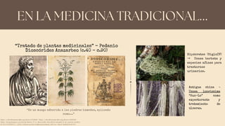 EN LA MEDICINA TRADICIONAL...
Antigua china ⟶
Usnea longissima
“Sun-Lo” como
expectorante y
tratamiento de
úlceras.
“Tratado de plantas medicinales” - Pedanio
Dioscórides Anazarbeo (c.40 - c.90)
“Es un musgo adherido a las piedras húmedas, aplicado
como...”
Usnea
Hipócrates (SigloIV)
→ Usnea barbata y
especies afines para
trastornos
urinarios.
https://colombia.inaturalist.org/photos/173211361 - https://colombia.inaturalist.org/photos/6401040
https://hempshopper.com/hemp-history/77-ce-dioscorides-described-cannabis-in-de-materia-medica/
ILLANA-ESTEBAN, C. (2012). Lichens used in traditional medicine. Bol. Soc. Micol. Madrid 36: 163-174
 