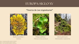 EUROPA: SIGLO XV
“Teoría de las signaturas”
https://colombia.inaturalist.org/photos/59294310
https://ecuador.inaturalist.org/photos/1666777
https://mexico.inaturalist.org/photos/348507061
Xanthoria parietina ⟶
Ictericia
Peltigera aphthosa ⟶
Úlceras en mucosa bucal
Lobaria pulmonaria⟶
Enfermedades respiratorias
 
