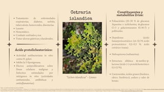 Constituyentes y
metabolitos 2rios:
Polisacáridos (25–50 % de glucanos
:liquenina e izolichenina, α-glucanos
Ci-3 y galactomananos Ki-M-7) y
polifenoles.
Depsidonas (ácido
fumarprotocetrárico: 2,6–11,5 %; ácido
protocetrárico: 0,2–0,3 %; ácido
cetrárico: trazas).
Naftoquinona (naftazarina).
Estructura alifática: α-metilen-γ-
lactona (ácido (+)-protolichesterínico:
0,1-0,5 %).
Caretonoides, ácidos grasos (linoleico,
oleico, linolénico), yoduro y sales de
borato.
Ácido protolichesterínico:
Actividad antibacteriana in vitro
contra H. pylori.
Inhibe la 5-lipoxigenasa.
Efectos antiproliferativos sobre
líneas celulares malignas y
linfocitos estimulados por
mitógenos in vitro (actividades
antitumorales, antibióticas y
antiinflamatorias).
Tratamiento de enfermedades
respiratorias, diabetes, nefritis,
tuberculosis, hemorroides, disenterías.
Laxante
Hemostático.
Combatir resfriados y tos.
Tratar ulceras gástricas y duodenales..
Cetraria
islandica
“Lichen islandicus” - Linneo
https://ecuador.inaturalist.org/photos/11194888
J. Freysdottir, S. Omarsdottir, K. Ingólfsdóttir, A. Vikingsson, E.S. Olafsdottir, (2008). In vitro and in vivo immunomodulating effects of traditionally prepared extract and purified compounds from Cetraria islandica, International Immunopharmacology, Volume 8, Issue 3, Pages 423-430, ISSN 1567-5769, https://doi.org/10.1016/j.intimp.2007.11.007
Daria Zarabska-Bożejewicz, Elżbieta Studzińska-Sroka, Wiesław FaŁtynowicz (2015).Transplantation of lichen thalli: a case study on Cetraria islandica for conservation and pharmaceutical purposes, Fungal Ecology, Volume 16, Pages 34-43, ISSN 1754-5048, https://doi.org/10.1016/j.funeco.2015.03.002.
 