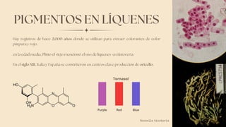PIGMENTOS EN LÍQUENES
Hay registros de hace 2,000 años donde se utilizan para extraer colorantes de color
púrpura y rojo.
en la edad media, Plinio el viejo mencionó el uso de liquenes en tintorería.
En el siglo XIII, Italia y España se convirtieron en centros clave producción de oricello.
Roccella tinctoria
Tornasol
 