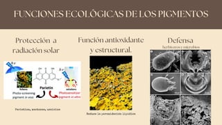 FUNCIONES ECOLÓGICAS DE LOS PIGMENTOS
Protección a
radiación solar
herbívoros y microbios
Función antioxidante
y estructural.
Defensa
Parietina, xantonas, usnicina
Reduce la peroxidación lipídica
 