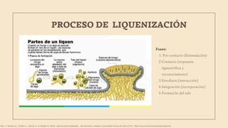 PROCESO DE LIQUENIZACIÓN
Fases:
Pre-contacto (Estimulación)
1.
Contacto (respuesta
tigmotrófica y
reconocimiento)
2.
Envoltura (interacción)
3.
Integración (incorporación)
4.
Formación del talo
5.
Oña, T., Gualoto, M., Portilla, K., Cabrera, S., & Velarde, E. (2023). Líquenes Base Maldonado – Isla Greenwich, Antártica. Universidad Técnica del Norte (UTN). https://issuu.com/utnuniversity/docs/liquenes
 