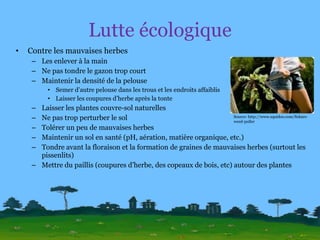 Lutte écologique Contre les mauvaises herbes Les enlever à la main Ne pas tondre le gazon trop court Maintenir la densité de la pelouse Semer d’autre pelouse dans les trous et les endroits affaiblis Laisser les coupures d’herbe après la tonte Laisser les plantes couvre-sol naturelles Ne pas trop perturber le sol Tolérer un peu de mauvaises herbes Maintenir un sol en santé (pH, aération, matière organique, etc.) Tondre avant la floraison et la formation de graines de mauvaises herbes (surtout les pissenlits) Mettre du paillis (coupures d’herbe, des copeaux de bois, etc) autour des plantes Source: http://www.squidoo.com/fiskars-weed-puller 