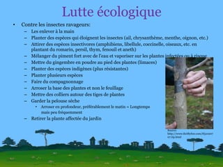 Lutte écologique Contre les insectes ravageurs: Les enlever à la main Planter des espèces qui éloignent les insectes (ail, chrysanthème, menthe, oignon, etc.) Attirer des espèces insectivores (amphibiens, libellule, coccinelle, oiseaux, etc. en plantant du romarin, persil, thym, fenouil et aneth) Mélanger du piment fort avec de l’eau et vaporiser sur les plantes infectées ou à risque Mettre du gingembre en poudre au pied des plantes (limaces) Planter des espèces indigènes (plus résistantes) Planter plusieurs espèces Faire du compagnonnage Arroser la base des plantes et non le feuillage Mettre des colliers autour des tiges de plantes Garder la pelouse sèche Arroser en profondeur, préférablement le matin = Longtemps  mais peu fréquemment Retirer la plante affectée du jardin Source: http://www.thriftyfun.com/tf31020707.tip.html 