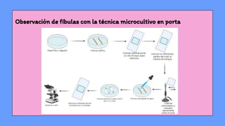 Observación de fíbulas con la técnica microcultivo en porta
 