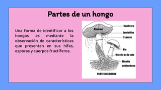 Partes de un hongo
Una forma de identiﬁcar a los
hongos es mediante la
observación de características
que presentan en sus hifas,
esporas y cuerpos fructíferos.
 