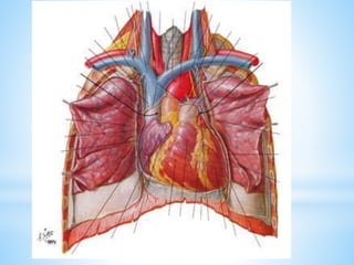 Normal Heart Anatomy