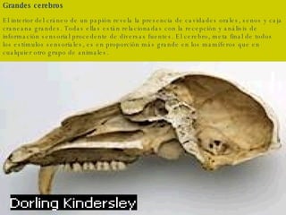 Grandes cerebros El interior del cráneo de un papión revela la presencia de cavidades orales, senos y caja craneana grandes. Todas ellas están relacionadas con la recepción y análisis de información sensorial procedente de diversas fuentes. El cerebro, meta final de todos los estímulos sensoriales, es en proporción más grande en los mamíferos que en cualquier otro grupo de animales. 