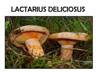 LACTARIUS DELICIOSUS
 