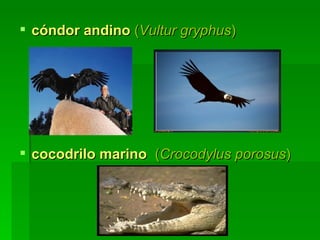 cóndor andino  ( Vultur gryphus )  cocodrilo marino   ( Crocodylus porosus )  