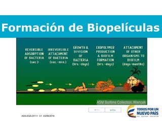 Formación de Biopelículas
ASS-ESA-DI111 V1 03/06/2016
 