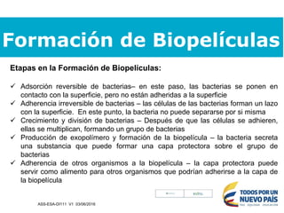Formación de Biopelículas
Etapas en la Formación de Biopelículas:
 Adsorción reversible de bacterias– en este paso, las bacterias se ponen en
contacto con la superficie, pero no están adheridas a la superficie
 Adherencia irreversible de bacterias – las células de las bacterias forman un lazo
con la superficie. En este punto, la bacteria no puede separarse por si misma
 Crecimiento y división de bacterias – Después de que las células se adhieren,
ellas se multiplican, formando un grupo de bacterias
 Producción de exopolímero y formación de la biopelícula – la bacteria secreta
una substancia que puede formar una capa protectora sobre el grupo de
bacterias
 Adherencia de otros organismos a la biopelícula – la capa protectora puede
servir como alimento para otros organismos que podrían adherirse a la capa de
la biopelícula
ASS-ESA-DI111 V1 03/06/2016
 