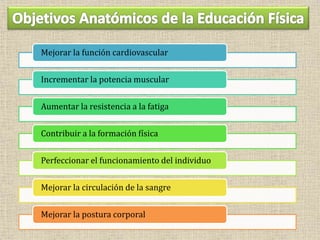 Mejorar la función cardiovascular
Incrementar la potencia muscular
Aumentar la resistencia a la fatiga
Contribuir a la formación física
Perfeccionar el funcionamiento del individuo
Mejorar la circulación de la sangre
Mejorar la postura corporal
 