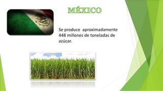 Se produce aproximadamente
448 millones de toneladas de
azúcar.
 