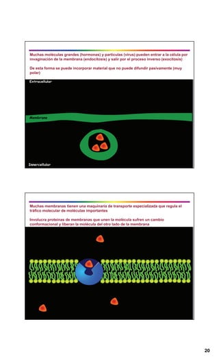 20
Muchas moléculas grandes (hormonas) y partículas (virus) pueden entrar a la célula por
invaginación de la membrana (endocitosis) y salir por el proceso inverso (exocitosis)
De esta forma se puede incorporar material que no puede difundir pasivamente (muy
polar)
Muchas membranas tienen una maquinaria de transporte especializada que regula el
tráfico molecular de moléculas importantes
Involucra proteinas de membranas que unen la molécula sufren un cambio
conformacional y liberan la molécula del otro lado de la membrana
 
