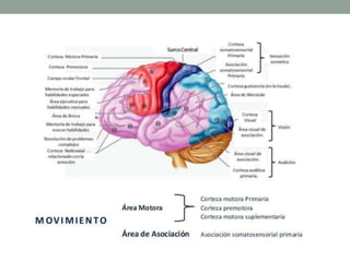 Presentacion upch