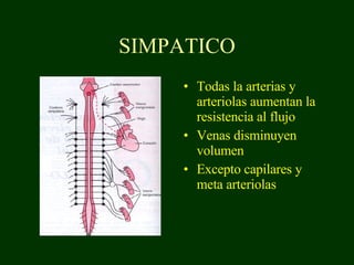 SIMPATICO Todas la arterias y arteriolas aumentan la resistencia al flujo Venas disminuyen volumen Excepto capilares y meta arteriolas 